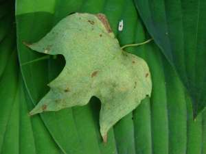 269640_10150694992000627_4835836_n