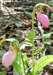 horse shoes and lady slippers